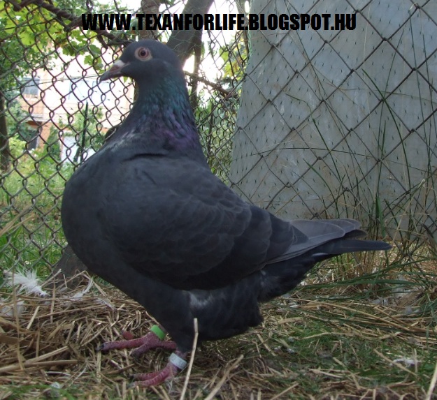 Pigeon texans of Adam Palankai ( Hungary) - Page 13 2015_019