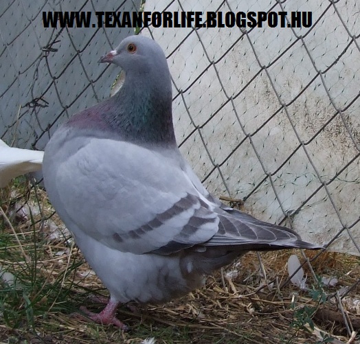 Pigeon texans of Adam Palankai ( Hungary) - Page 13 2015_021