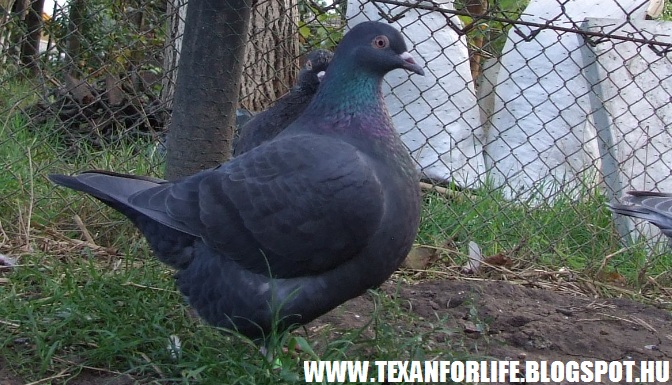 Pigeon texans of Adam Palankai ( Hungary) - Page 13 2015_025