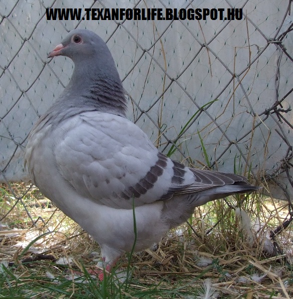 Pigeon texans of Adam Palankai ( Hungary) - Page 14 2015_038