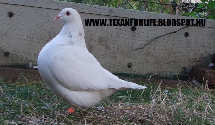Pigeon texans of Adam Palankai ( Hungary) - Page 14 2015_040