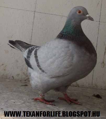 Pigeon texans of Adam Palankai ( Hungary) - Page 14 2015_110