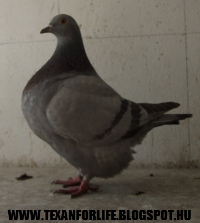 Pigeon texans of Adam Palankai ( Hungary) - Page 14 2015_112