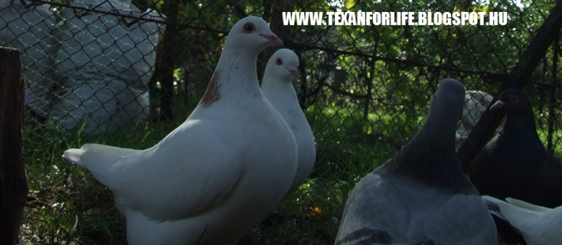 Pigeon texans of Adam Palankai ( Hungary) - Page 14 2015_116