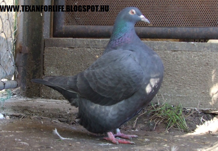 Pigeon texans of Adam Palankai ( Hungary) - Page 14 2015_121