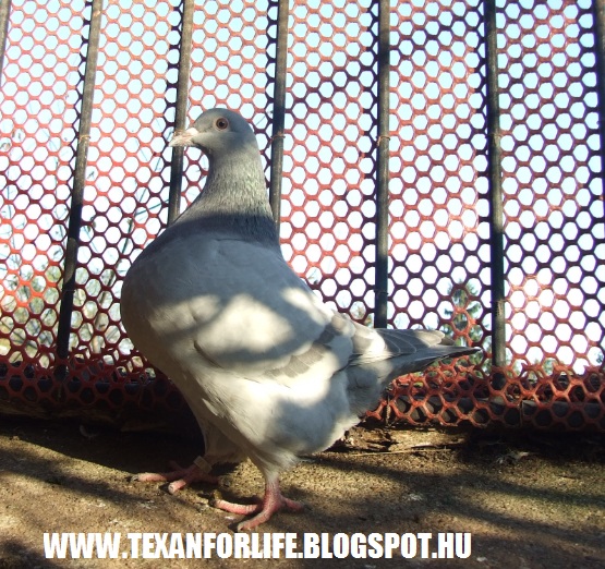 Pigeon texans of Adam Palankai ( Hungary) - Page 14 2015_123