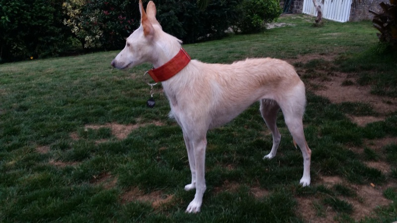 Chica - Podenca/Galga - 2 ans - En FA en France 11951510