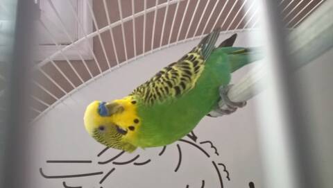 Un Petit Nouveau Dans La Famille Un Petit Nouveau Dans La Famille