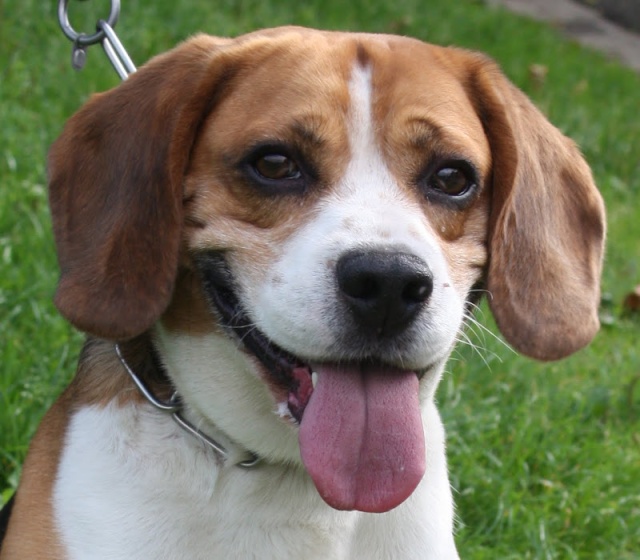 WINDSOR - beagle 7 ans - Animal sans Toit à Grace Hollogne - Belgique W_110