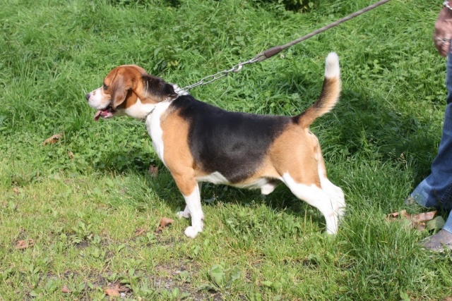 WINDSOR - beagle 7 ans - Animal sans Toit à Grace Hollogne - Belgique W_210