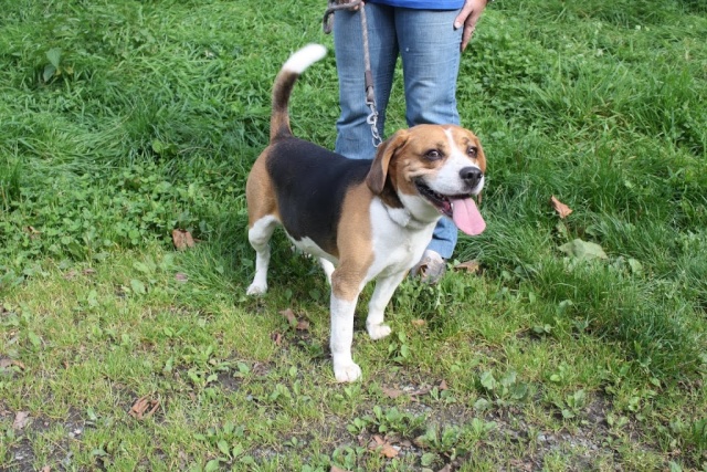 WINDSOR - beagle 7 ans - Animal sans Toit à Grace Hollogne - Belgique W_310