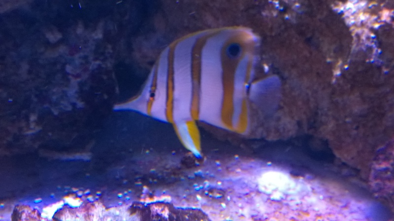 Merow reef Wp_20128