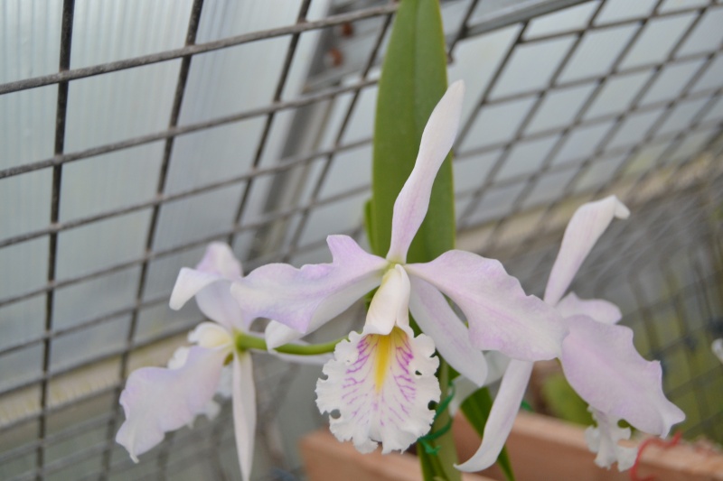 Cattleya maxima Dsc_0731