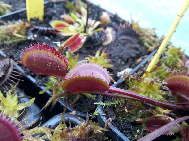 Des nouvelles de ma dionaea rouge trouvé Img_2025