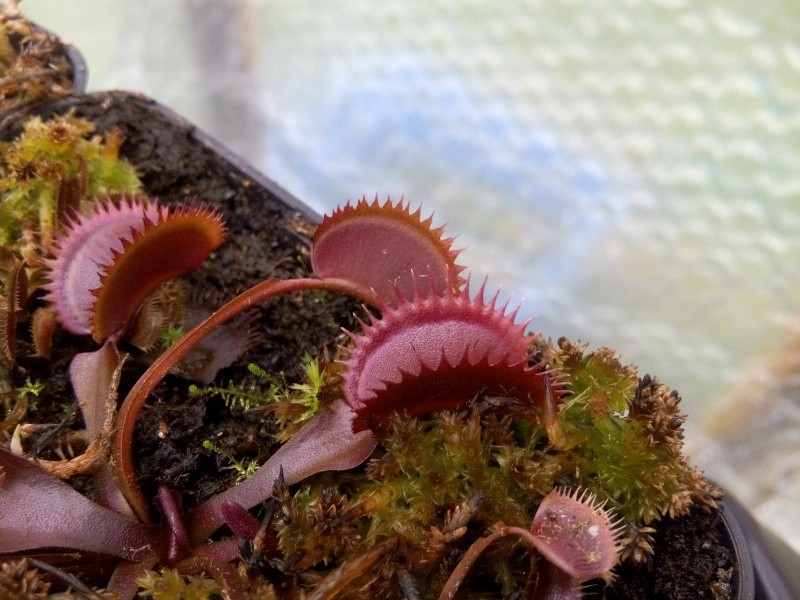 Des nouvelles de ma dionaea rouge trouvé Img_2026