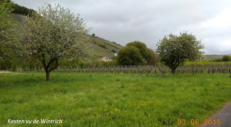 CR du 3/5/15: Wintrich et environs en mode lavage automatique ! Dscn0573