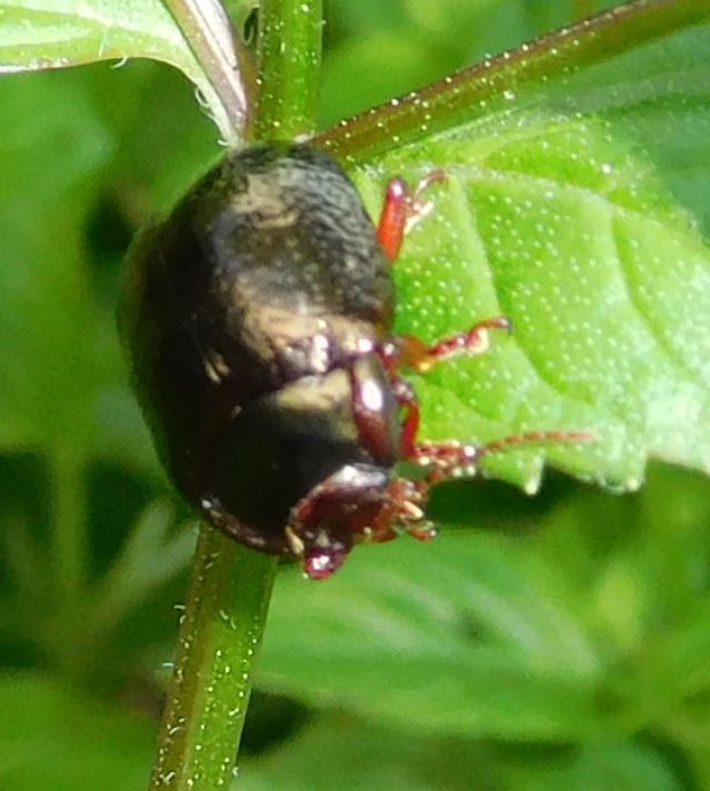 Chrysolina banksi? Chryso11