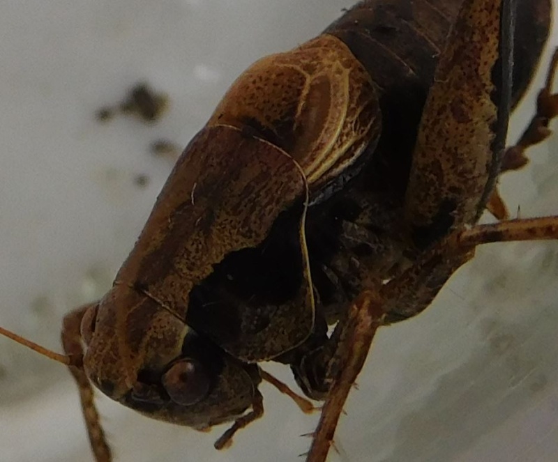 [Pholidoptera griseoaptera] Decticelle cendrée Pholid11