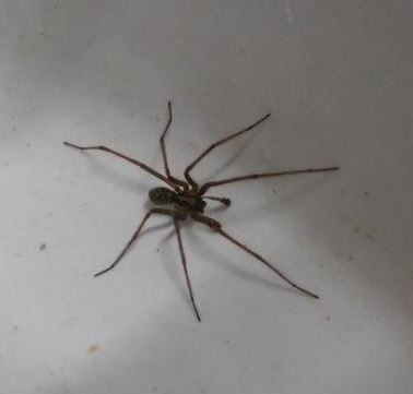 Eratigena atrica] Une araignée dans mon évier