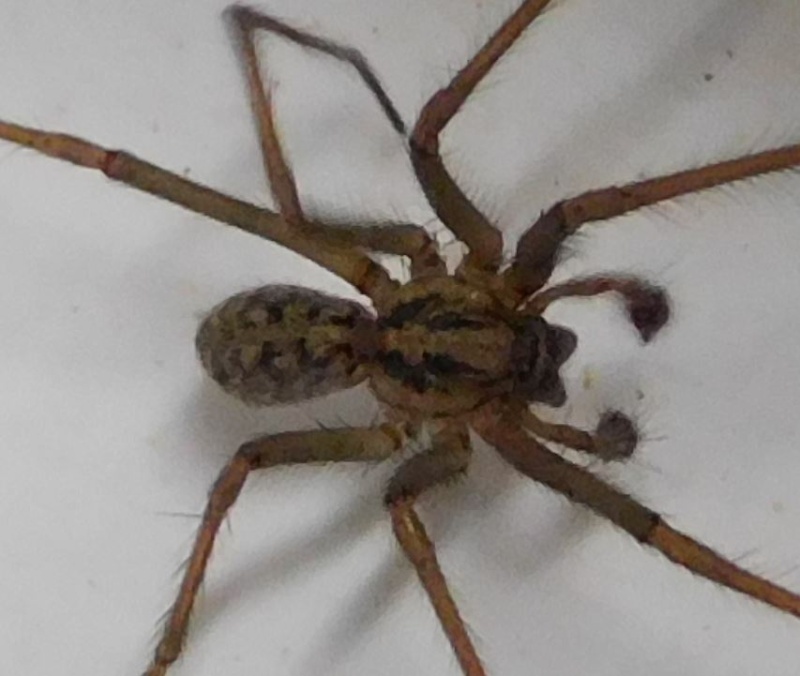 [Eratigena atrica] Une araignée dans mon évier Tygyna11