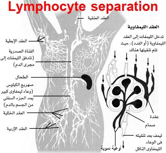 Lymphocyte separation Lemf10