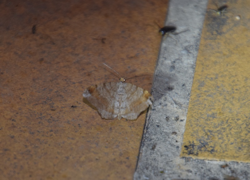 Série du 4/07 à Sautron : Cerura erminea, Mythimna ferrago, Idaea biselata, Celypha aurofasciana, Macaria liturata, Anania lancealis, Anania verbascalis 2015-025