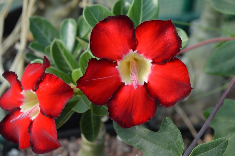 Adenium obesum "Lucky red" Dsc_0510