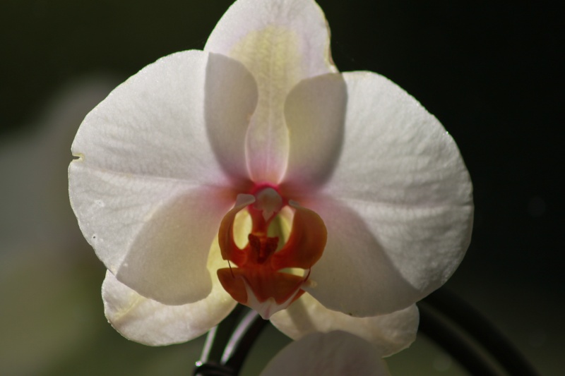 Orchideen-Neuzugang - Seite 9 Img_4616