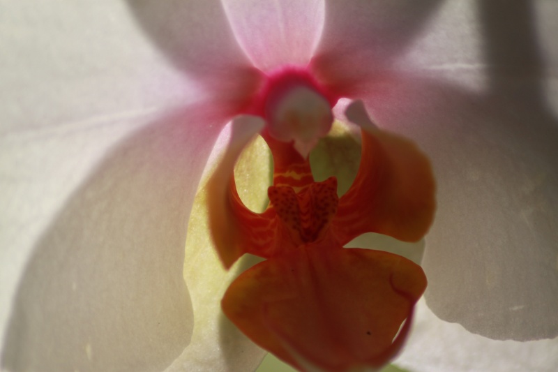 Orchideen-Neuzugang - Seite 9 Img_4617