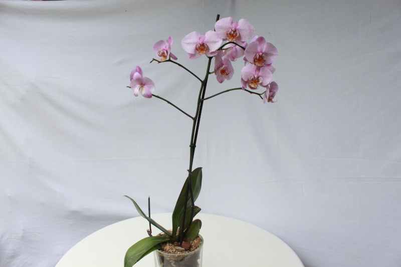 Orchideen-Neuzugang - Seite 10 Img_4953