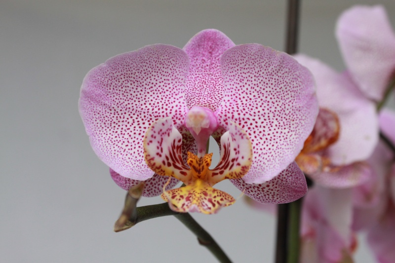 Orchideen-Neuzugang - Seite 10 Img_4954