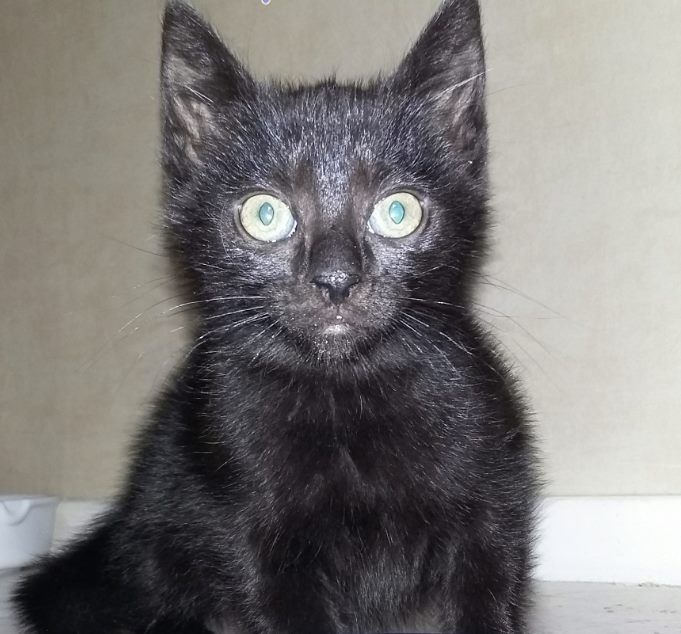 Blackie chatonne noire née le 3 septembre Blacki10