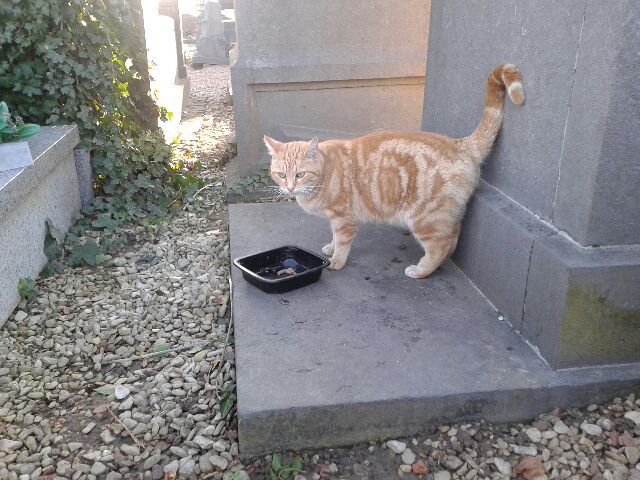 Femelle rousse dans un cimetière Sos_te10