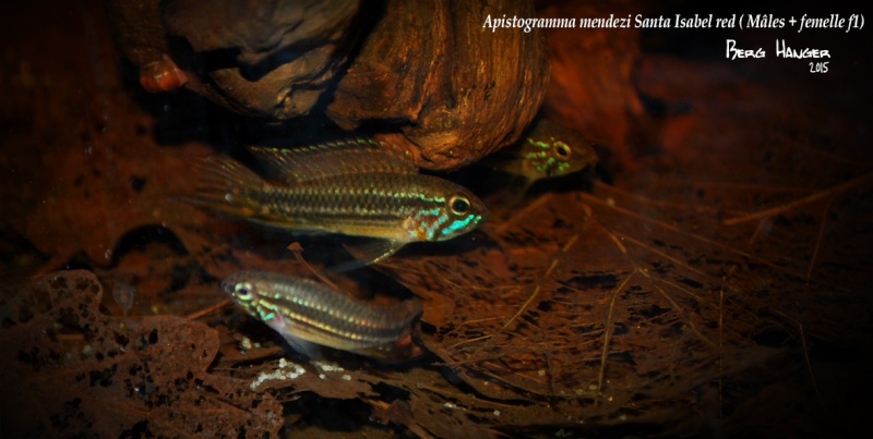 Apistogramma Mendezi Santa Isabel red sauvage - Page 3 Medezi20