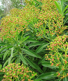 Euphorbia mellifera Euphor10