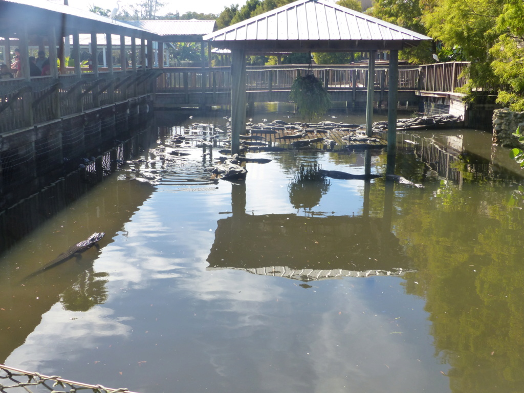 [Halloween 2018] Universal Studios, Disney Cruise Line dans les caraïbes et Gatorland - Page 15 P1170168