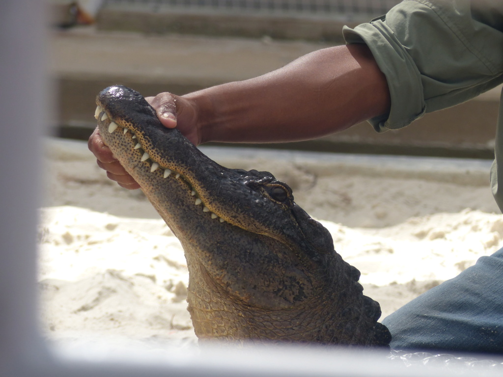 [Halloween 2018] Universal Studios, Disney Cruise Line dans les caraïbes et Gatorland - Page 15 P1170327