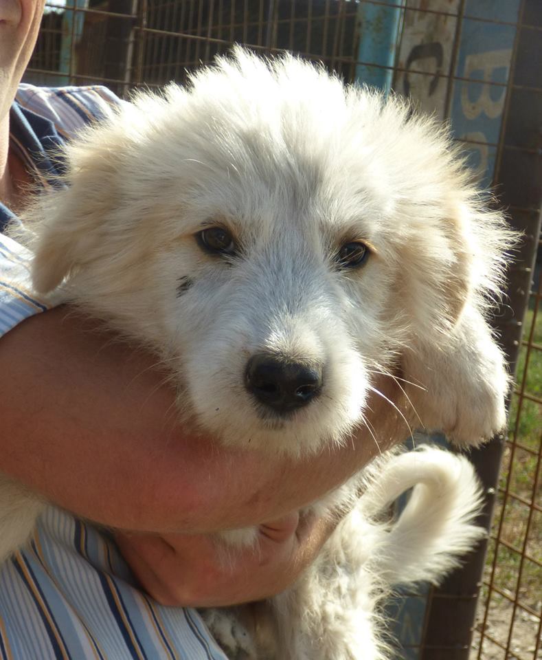 IVORY - Chiot femelle croisée, taille moyenne (PASCANI) - DISPARUE Ivory210