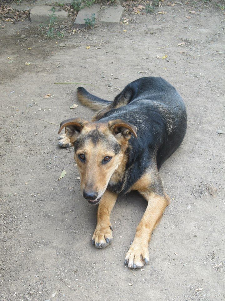 MAZA IV, née 2010 - Adorable ! (BELLA) En FA chez JOJO66 (dep27) URGENT Doit trouver autre solution 11822510