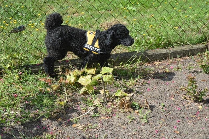 LORI CANICHE MALE 3 ANS MUKITZA (BELLA SERBIE) 14_09_10