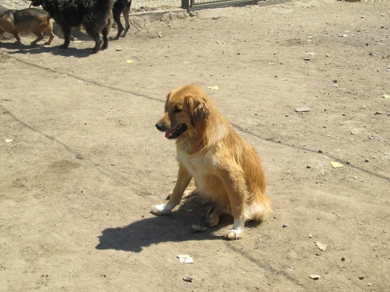 BOUNDASH II, né 2012, 25 kg (BELLA) Pris en charge Association Animals Rescue (Belgique) 16_09_11