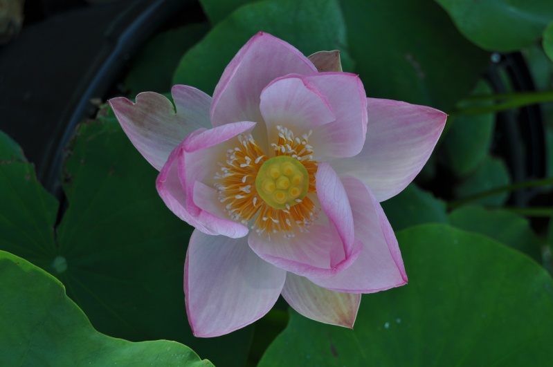 Lotus de Sim-O Dsc_0510
