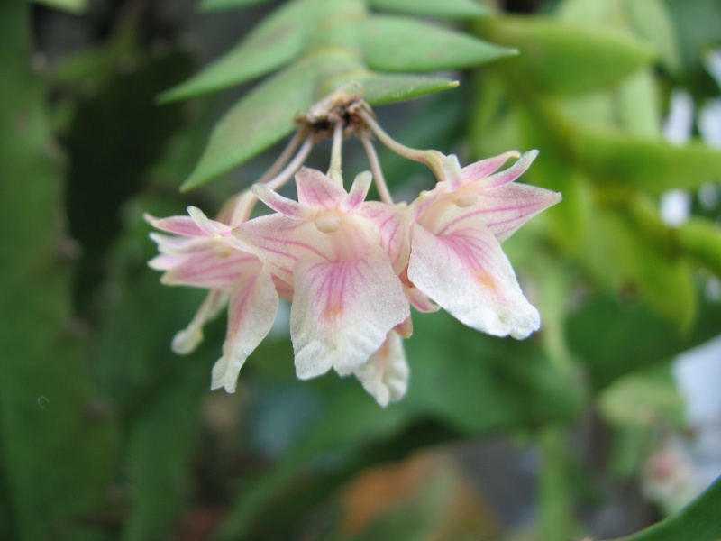 Dendrobium spatella A_iden10