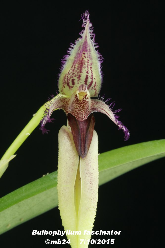 Bulbophyllum fascinator Bulbop15