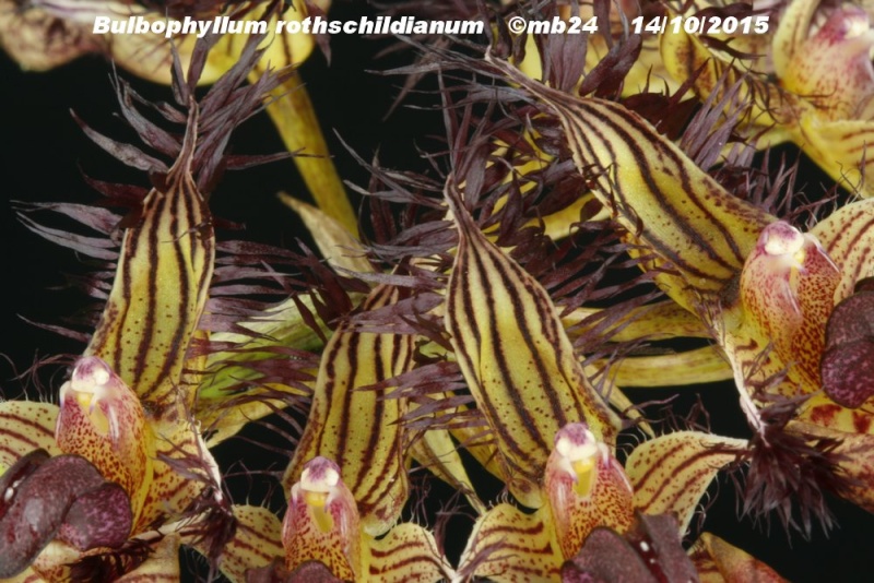 Bulbophyllum rothschildianum x ornatissimum Bulbop17