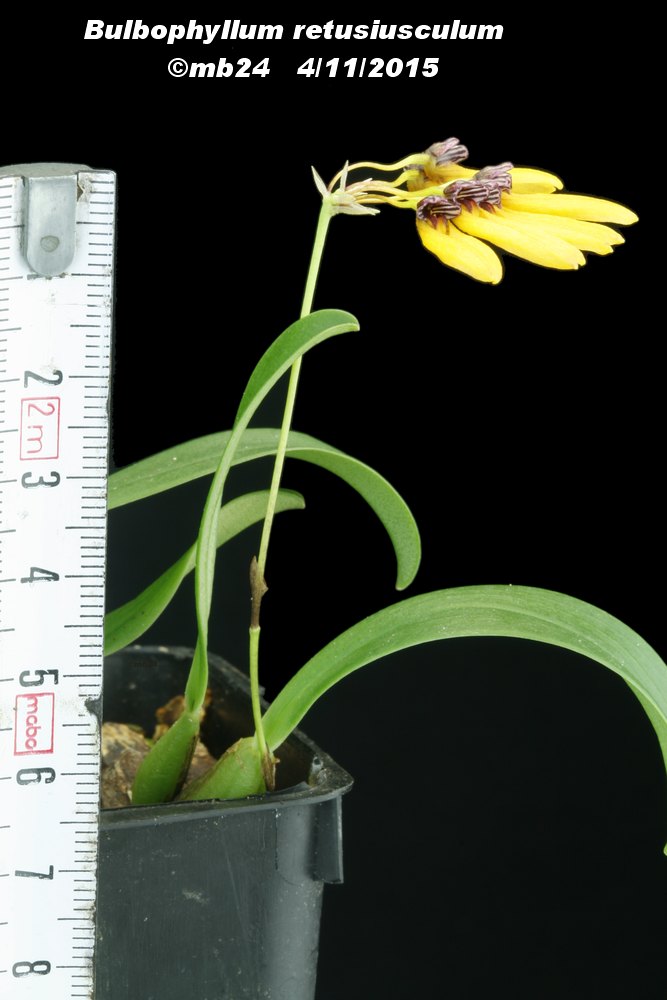 Bulbophyllum retusiusculum Bulbop23