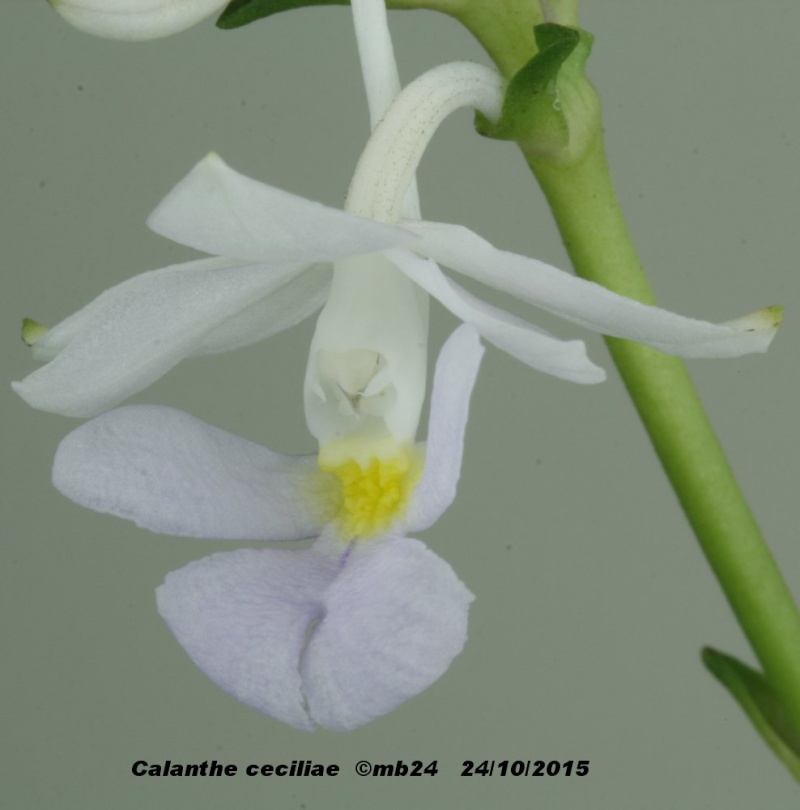 Calanthe ceciliae Calant15