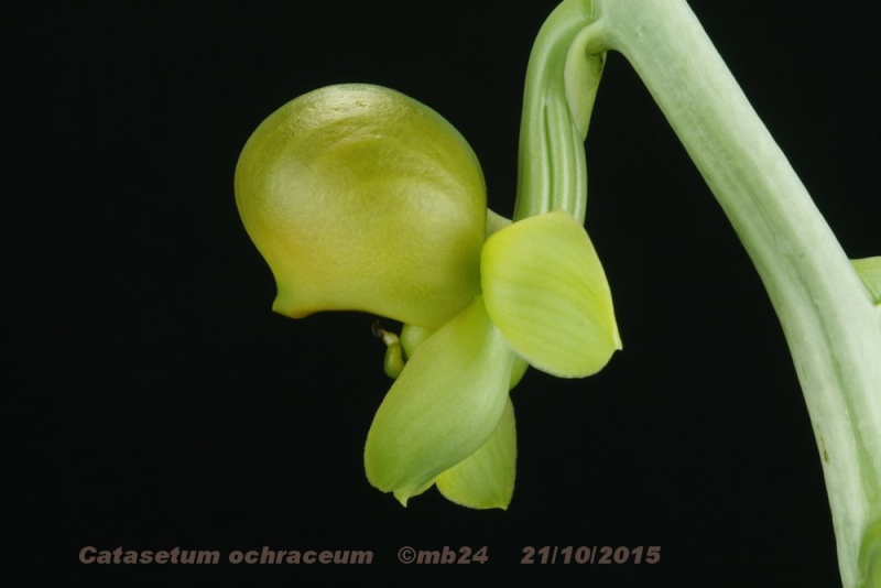 Catasetum ochraceum Catase15