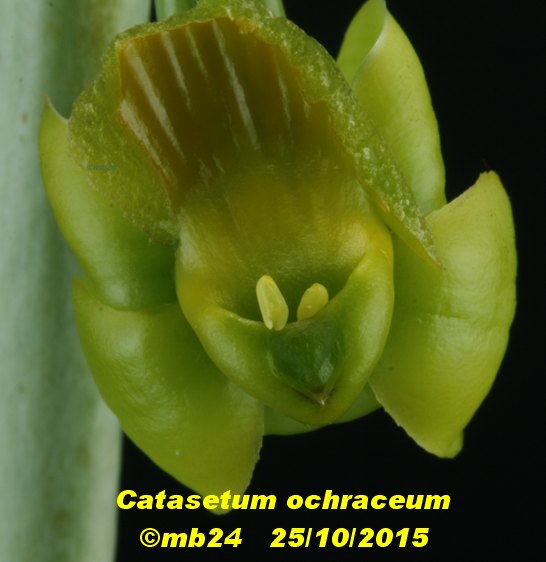 Catasetum ochraceum Catase21