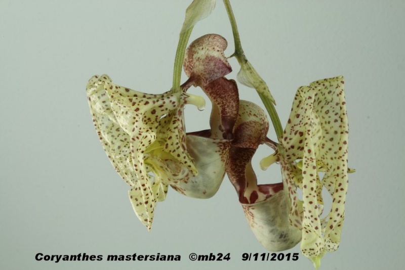 Coryanthes mastersiana Coryan11